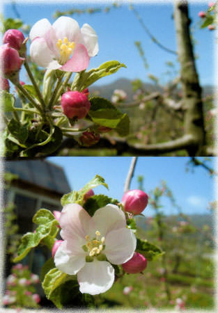 りんごの花②.jpg