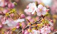 杢目金屋_桜.gif