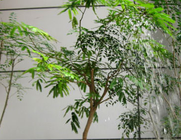 杢目金屋＿打水006.jpg