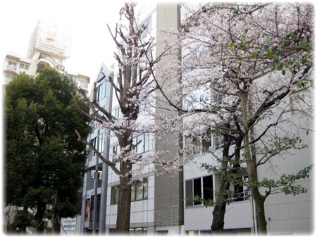桜＿杢目金屋の結婚指輪.jpg