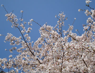 桜　杢目金屋.jpg