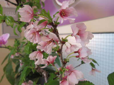 杢目金屋表参道本店　桜　東京　.jpg