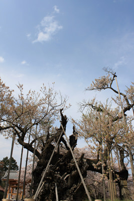 桜２_m.jpg