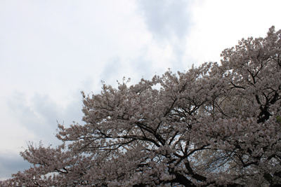 桜３_m.jpg