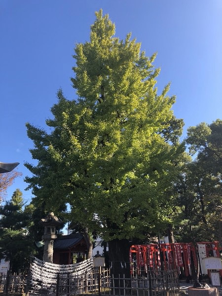 2019.11.14_岐阜県_八幡神社_005.jpg