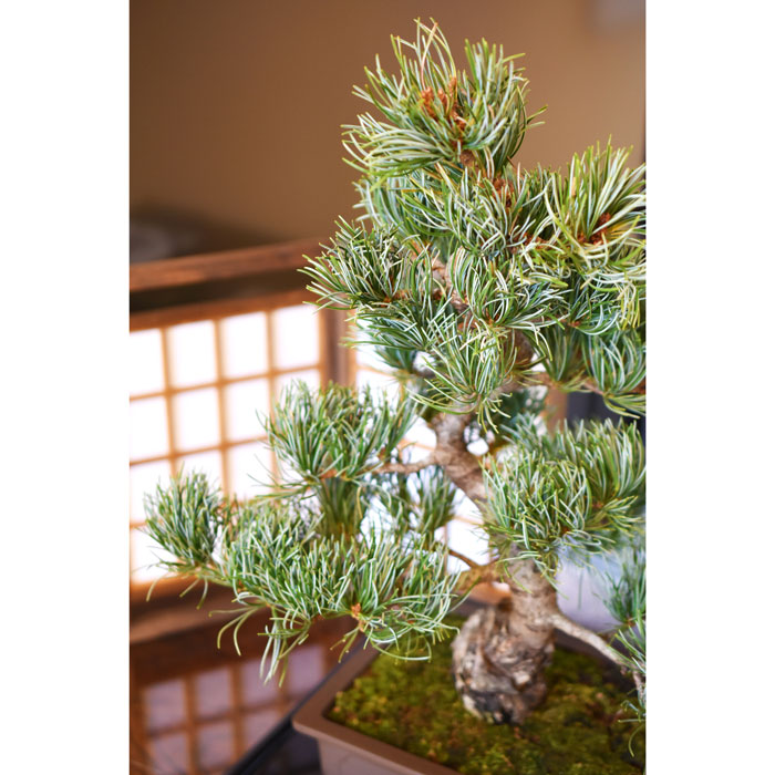 Goyomatsu (Japanese white pine) | JAPAN STYLE