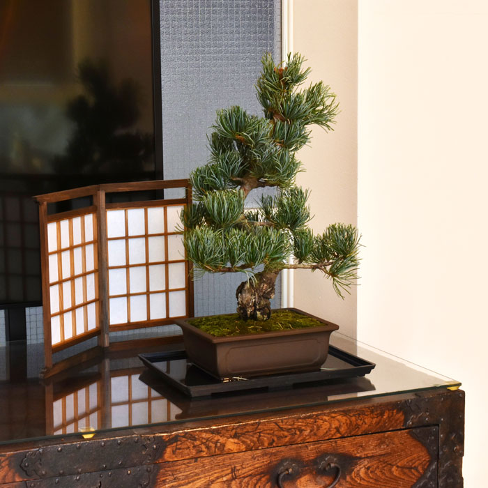 Goyomatsu (Japanese white pine) | JAPAN STYLE