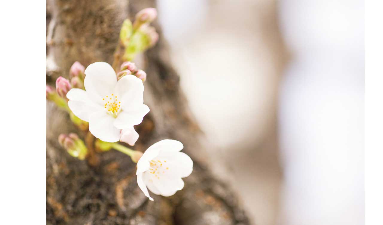 桜イメージ