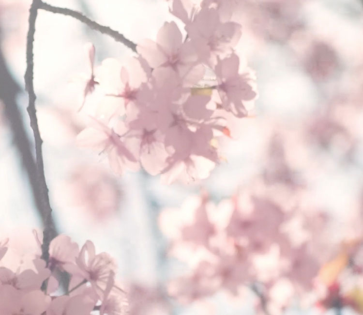 伝統技法の木目金で製作された和風の手作り婚約指輪「桜一輪」のエンゲージリングピンクゴールド×シルバー925の組み合わせ
